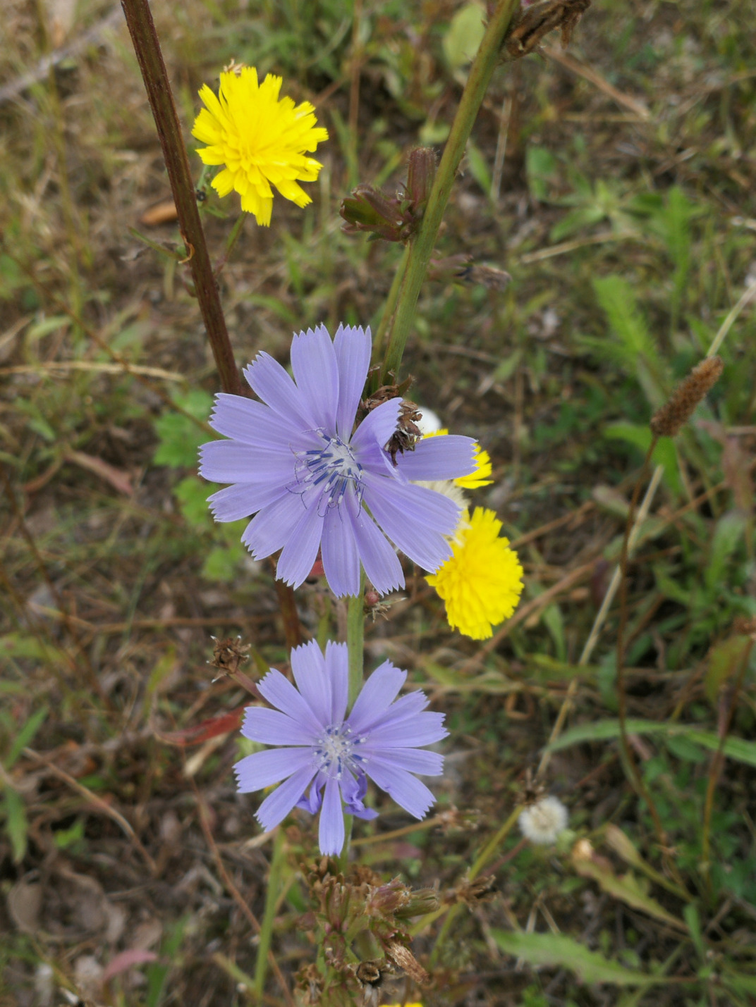 mein Garten