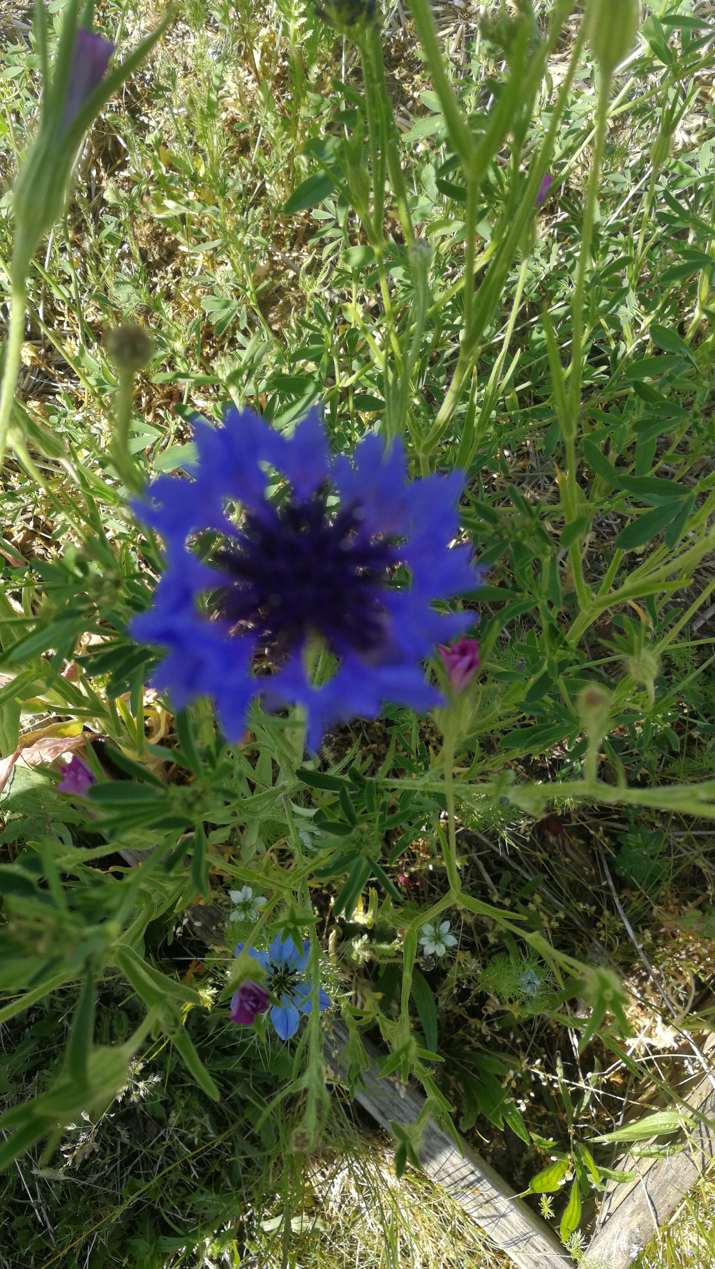 mein Garten